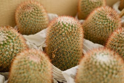 仙人球为何能净化空气？ 沙漠智慧与现代家居的完美融合