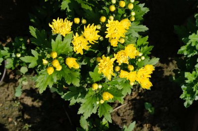 菊花养生功效多？菊花作用与搭配全解析