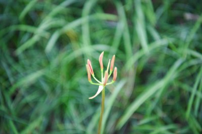 彼岸花有毒吗 彼岸花毒性解析与安全养护