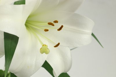 百合花为何象征纯洁？ 深挖百年栽培核心特性