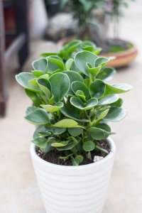 豆瓣绿花语解读 豆瓣绿养护技巧与象征意义