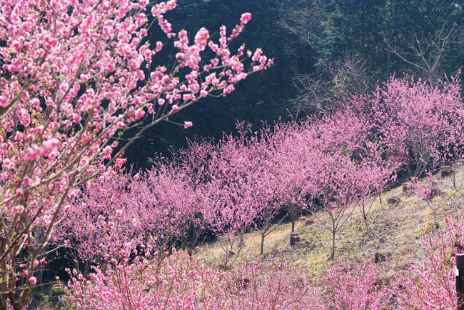 桃花有毒吗