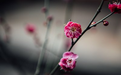 盆栽梅花土壤选择 营养土配制与养护要点