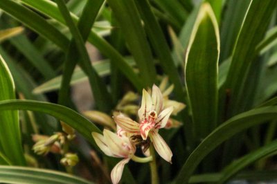 如何辨别兰花品种？兰花品种分类鉴赏