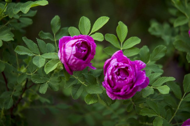 粉玫瑰花语