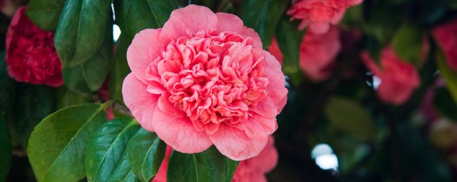 山茶花花语