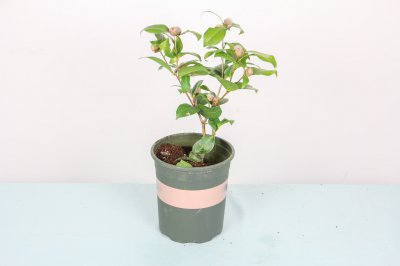 山茶花花语解密 山茶色彩情感表达