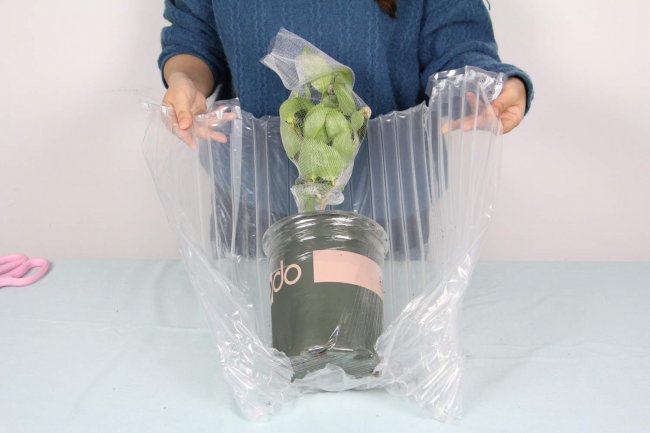 山茶花花语