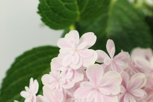 绣球花花语
