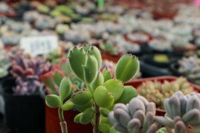 熊童子有毒吗 熊童子养护全解析