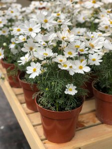 波斯菊何时绽放 波斯菊花期调控技巧