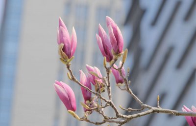 紫玉兰开花时间 紫玉兰花期养护要点