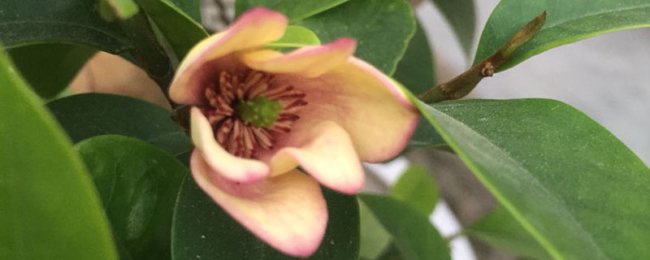 含笑花有毒吗