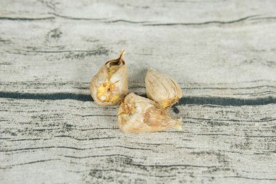 香雪兰适合卧室摆放吗 香雪兰养护要点解析