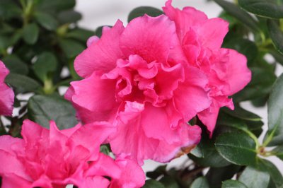 杜鹃花花语解读 杜鹃花文化内涵与象征意义