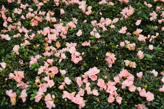 杜鹃花的寓意和象征