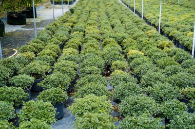 杜鹃花适合放客厅吗 杜鹃花客厅摆放全解析