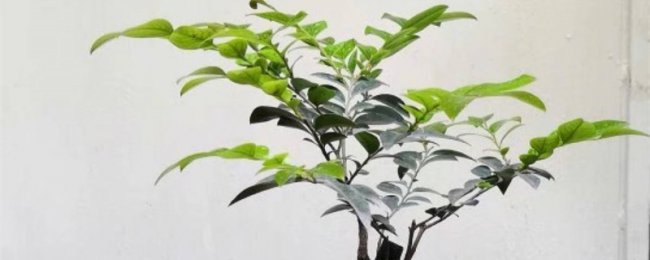小叶紫檀的风水作用