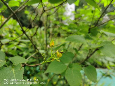 丁香花花期 不同品种开花时间与养护要点