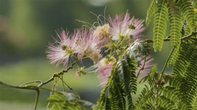 合欢花功效解析 合欢花养生应用指南