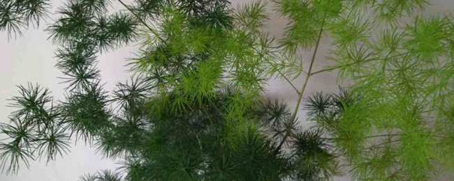 蓬莱松适合在室内养吗