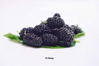 桑葚产地 品种分布与核心产区特征