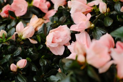 杜鹃花风水寓意 杜鹃花布局禁忌与功效