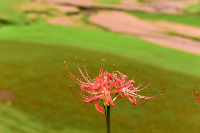 彼岸花图片