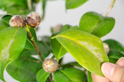茶花卧室养护指南 茶花摆放禁忌解析