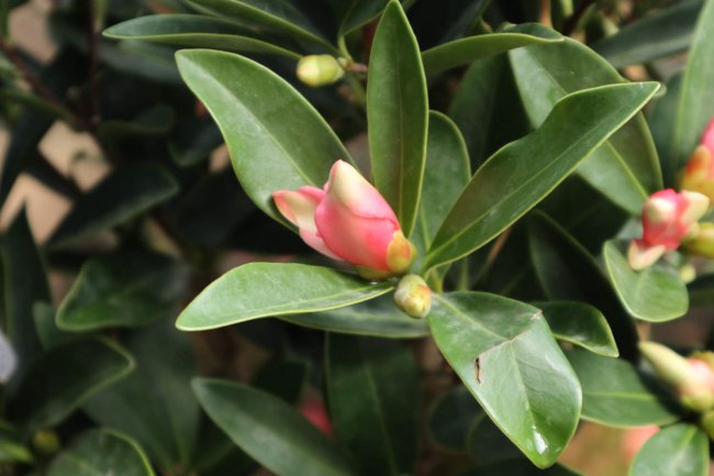 茶花适合放在卧室吗