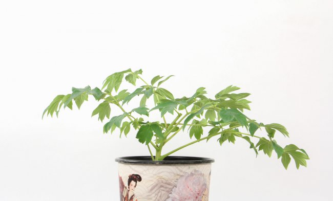 牡丹花图片