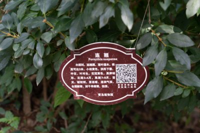 连翘茶怎么制作？连翘茶自制全攻略