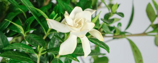栀子花可以泡水喝吗