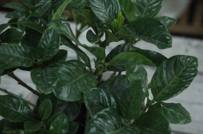 栀子花泡水 栀子花茶功效与禁忌指南