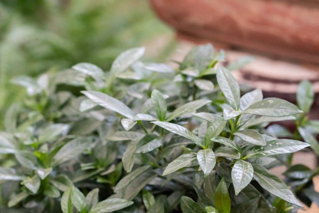 栀子花可以泡水喝吗