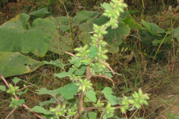 这些“毒草”酷似野菜