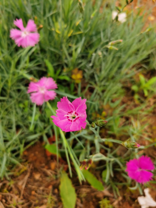 石竹什么时候开花