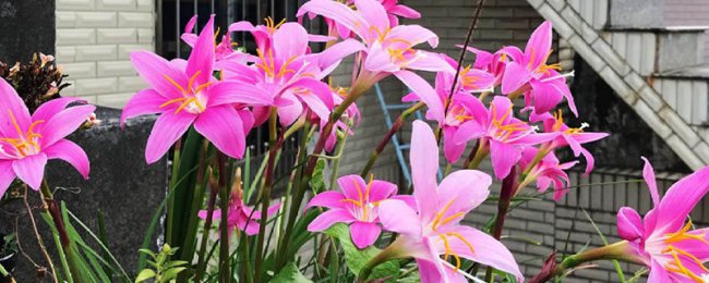 风雨兰什么时候开花