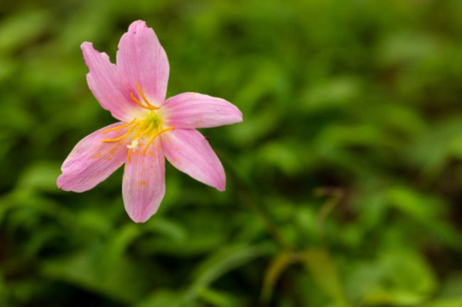 风雨兰什么时候开花