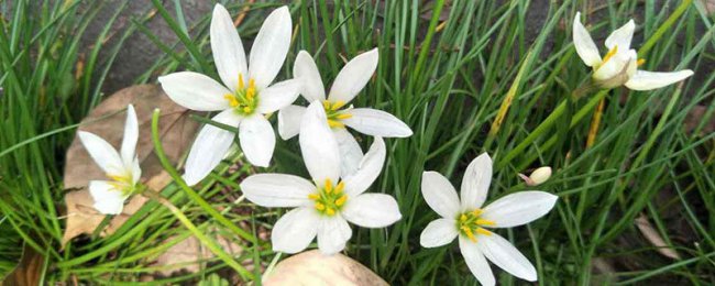 葱兰的花语是什么