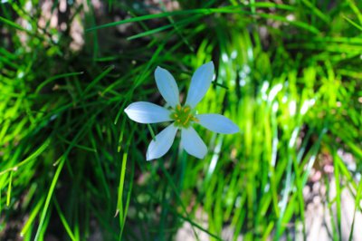 葱兰花语有何寓意？葱兰栽培与养护全解析