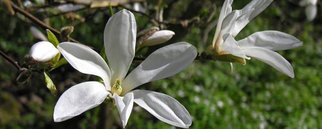 白兰花有毒吗