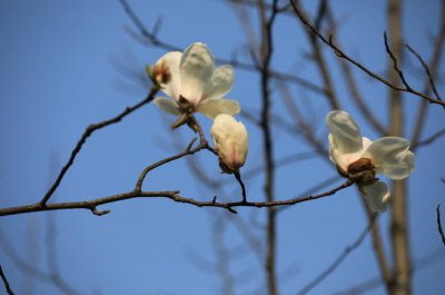 白兰花毒性解析 白兰花养护注意事项