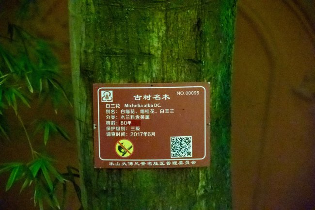 白兰花有毒吗