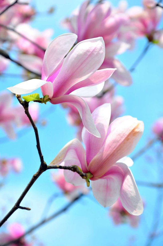 白兰花有毒吗