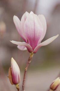 白兰花庭院种植 白兰花风水禁忌与养护技巧