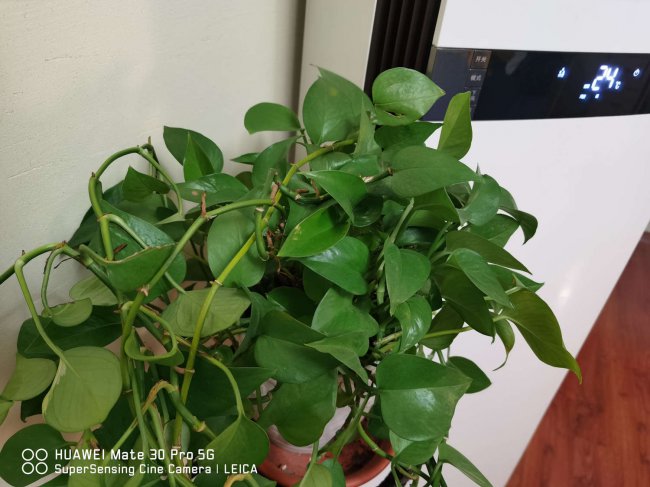 绿萝加什么长的快