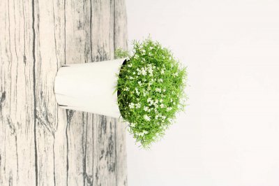 满天星有什么功效作用 满天星药用插花价值解析