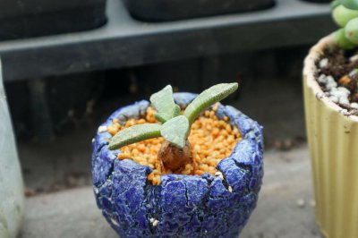 多肉缺光能活吗 植物补光方案全剖析