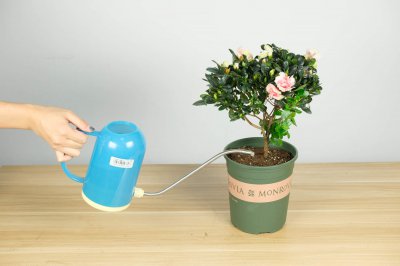 杜鹃花总养不好？土壤选择是生长关键